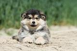CHIEN FINNOIS DE LAPONIE 616